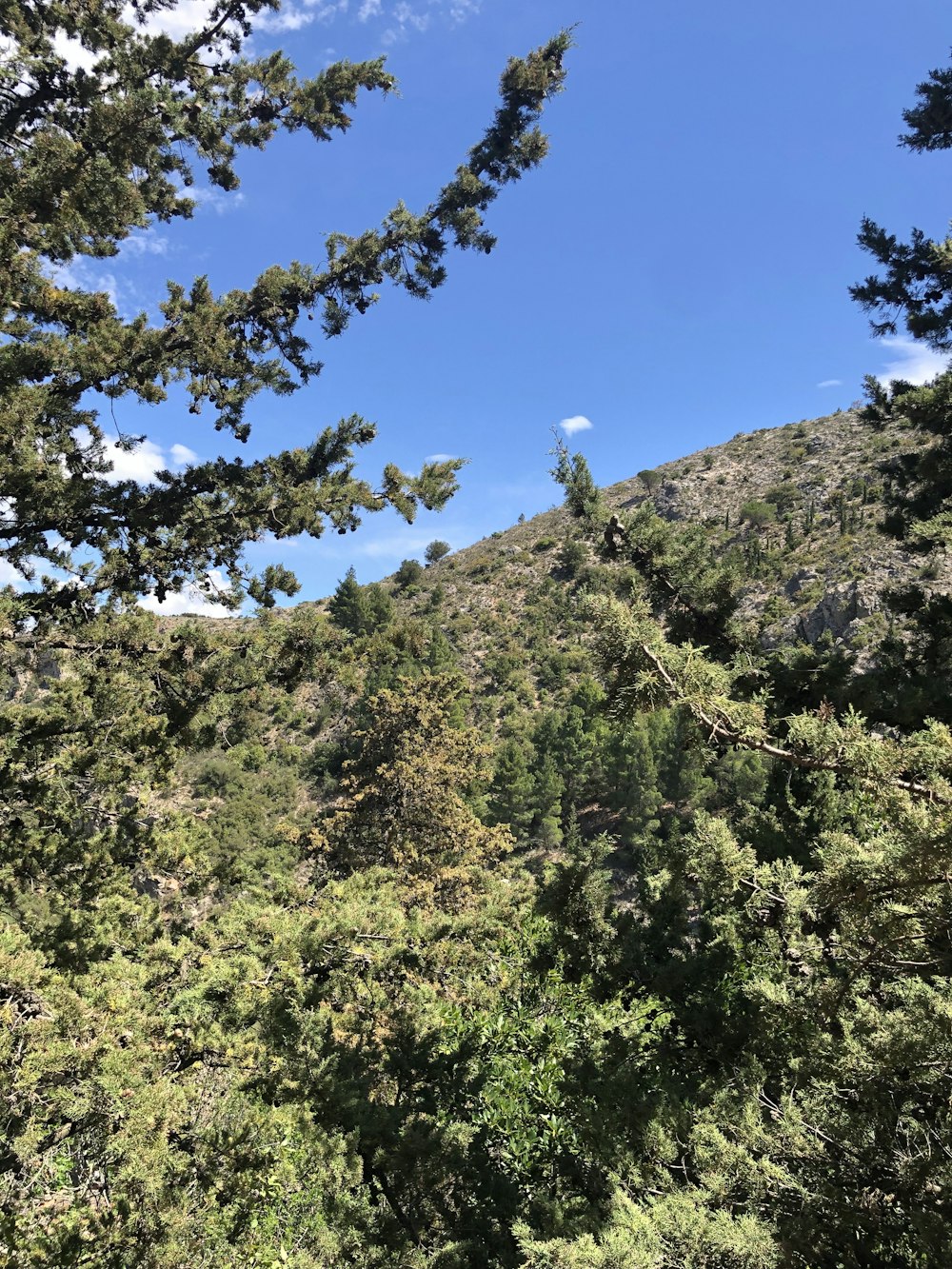 a view of a forest from a high point of view