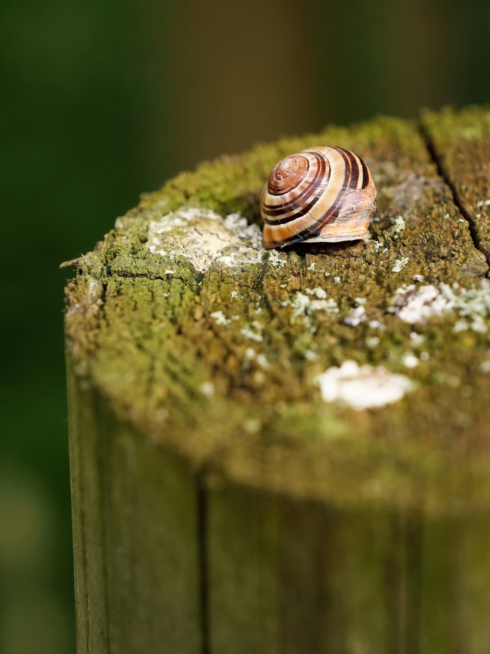 a snail that is sitting on a piece of wood