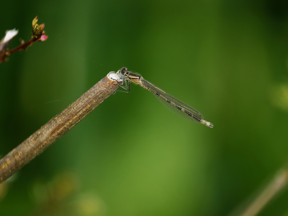 a small insect sitting on top of a stick