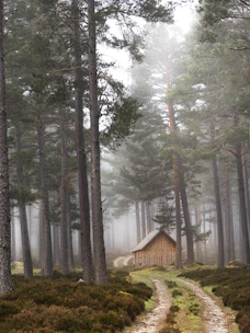 A cozy cabin nestled among towering pine trees with mist rolling over distant mountains.