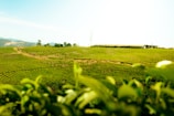 A lush green tea plantation stretches across rolling hills under a bright sky. A dirt path winds through the neatly arranged rows of tea plants. In the distance, there are a few trees and a building with an antenna.