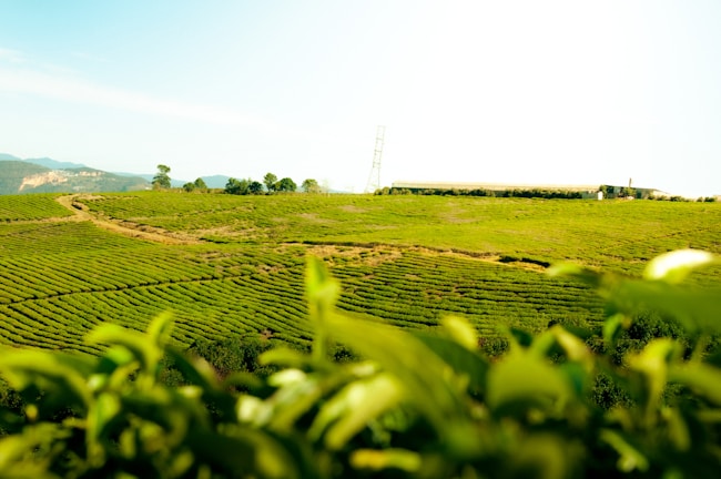 A lush green tea plantation stretches across rolling hills under a bright sky. A dirt path winds through the neatly arranged rows of tea plants. In the distance, there are a few trees and a building with an antenna.