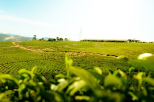 Handcrafted Orthodox