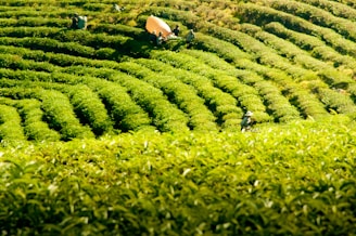 Lush, green tea plantations stretch into the distance, with rows of neatly manicured bushes forming a symmetrical pattern across the hilly terrain. The image captures several individuals wearing wide-brimmed hats working amidst the fields, tending to the plants. A yellow tarp or sack is visible, possibly used for collecting tea leaves.
