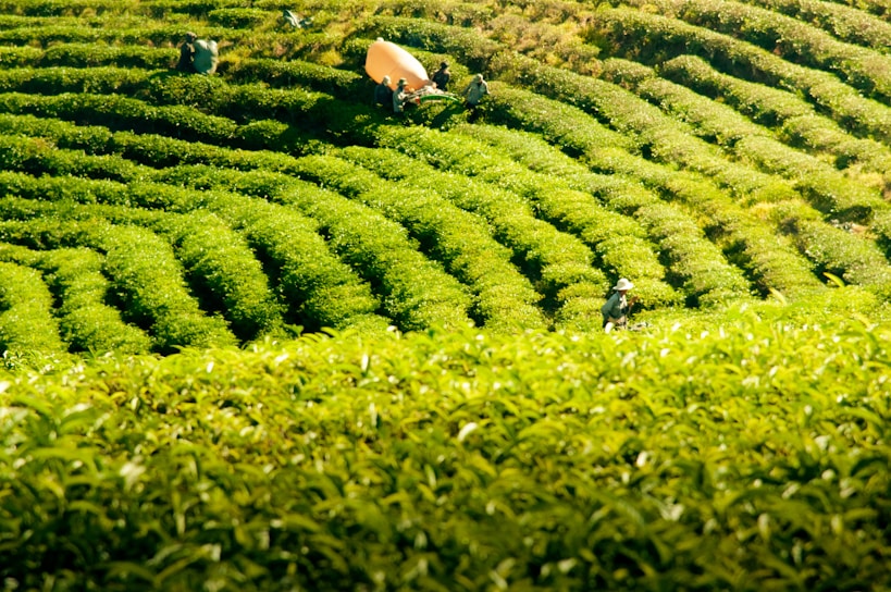 Lush, green tea plantations stretch into the distance, with rows of neatly manicured bushes forming a symmetrical pattern across the hilly terrain. The image captures several individuals wearing wide-brimmed hats working amidst the fields, tending to the plants. A yellow tarp or sack is visible, possibly used for collecting tea leaves.