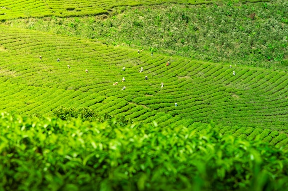 Vast, lush green tea fields stretch across the landscape with neatly planted rows creating wave-like patterns. Numerous people, likely tea workers, are scattered throughout the fields, tending to the plants or harvesting leaves.