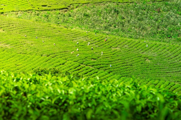 Vast, lush green tea fields stretch across the landscape with neatly planted rows creating wave-like patterns. Numerous people, likely tea workers, are scattered throughout the fields, tending to the plants or harvesting leaves.