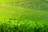 Vast, lush green tea fields stretch across the landscape with neatly planted rows creating wave-like patterns. Numerous people, likely tea workers, are scattered throughout the fields, tending to the plants or harvesting leaves.