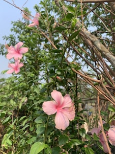 A beautiful field of hibiscus flowers under a clear blue sky.
