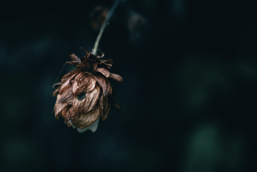 a dried flower on a twig in the dark