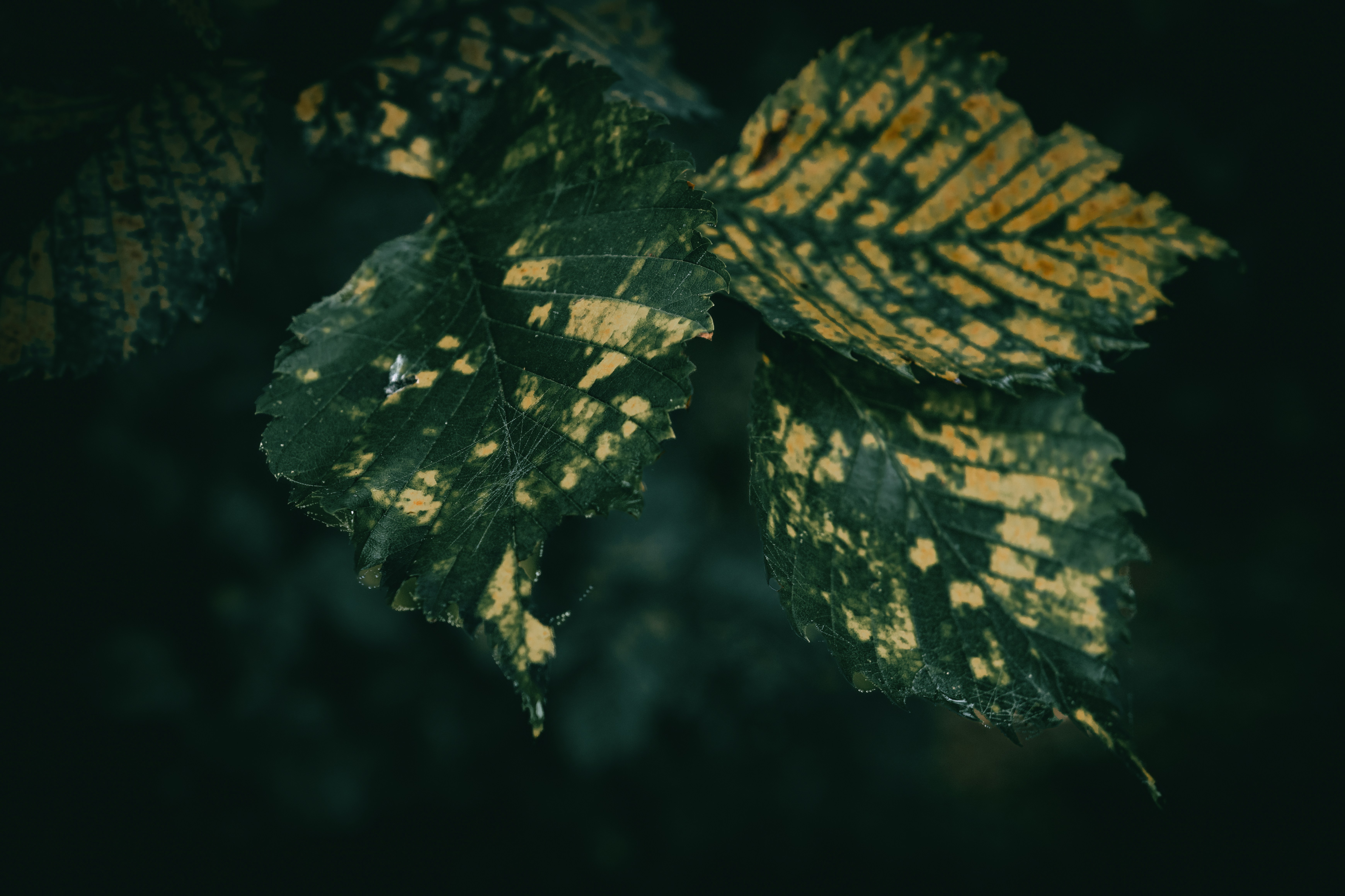 Photo by wyxina