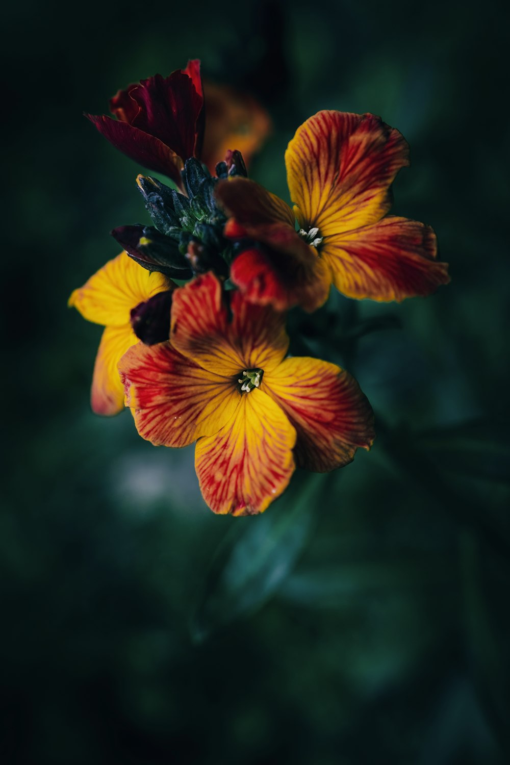 a close up of a red and yellow flower