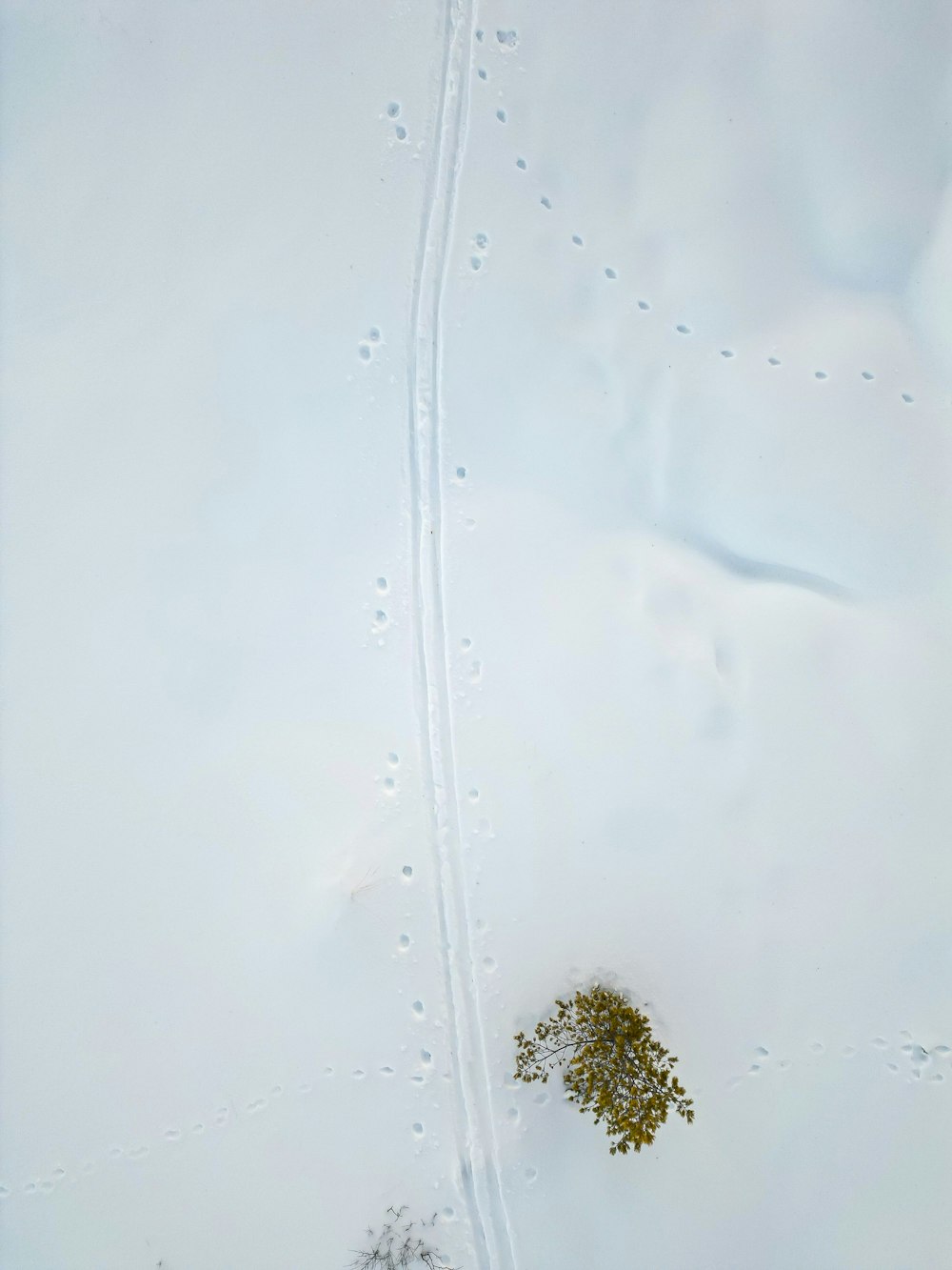 a lone tree in the middle of a snow covered field