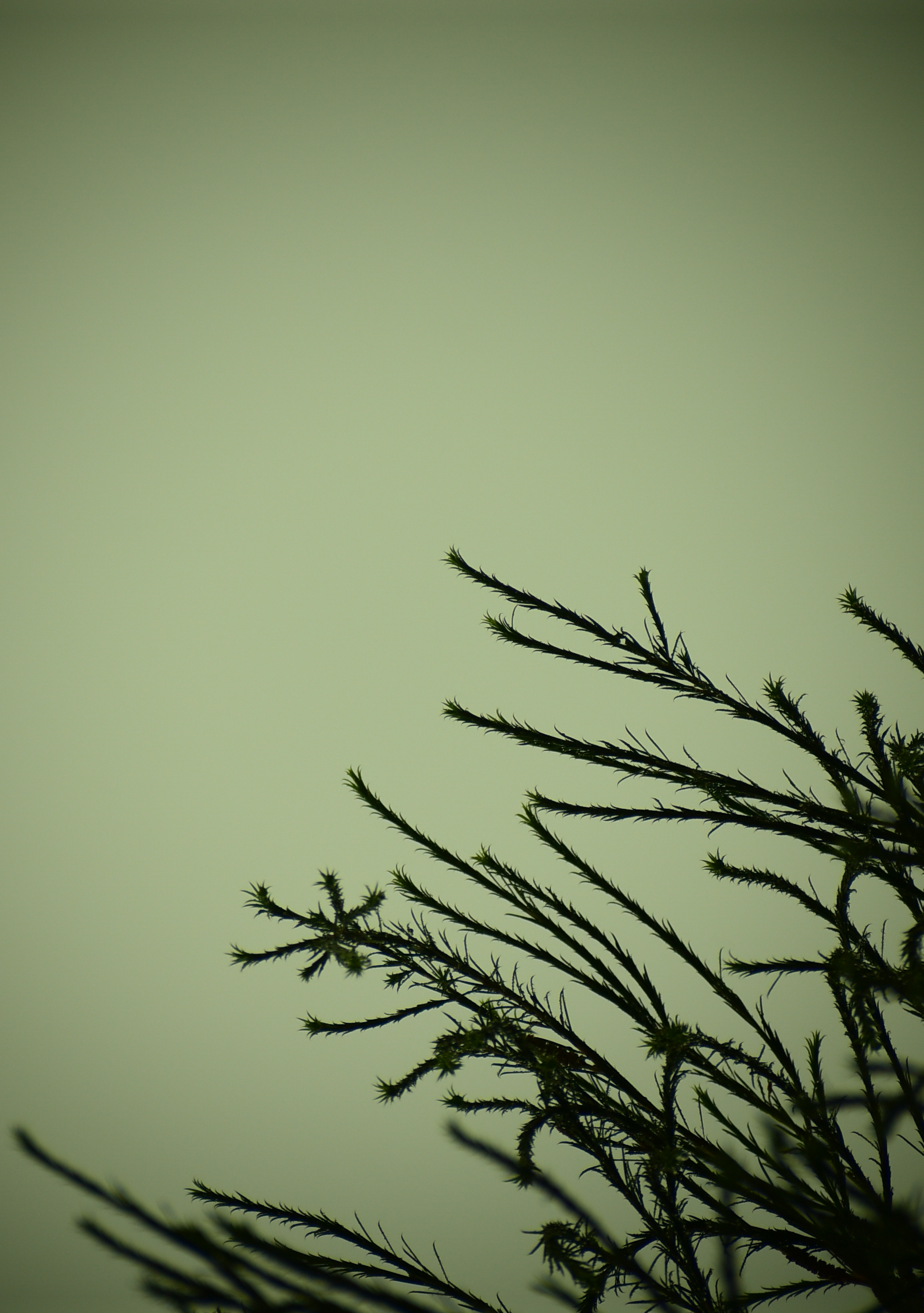 Photo by stevecameup