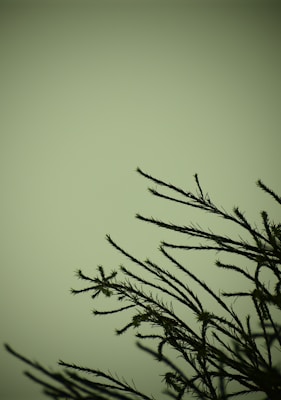 Silhouette of delicate, thin pine branches against a muted green background, creating a minimalist and serene composition.
