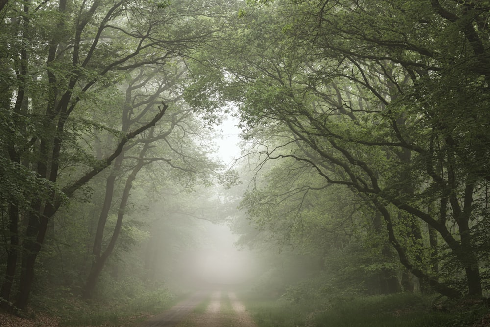 a dirt road surrounded by trees and fog