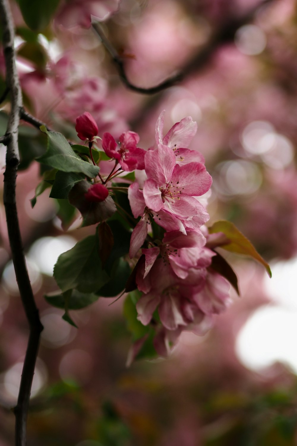a branch with pink flowers and green leaves