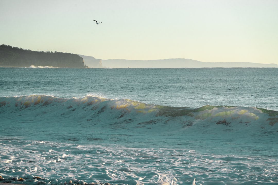 a bird flying over a wave in the ocean, Waves breaking on the shoreline as a seagull circles overhead