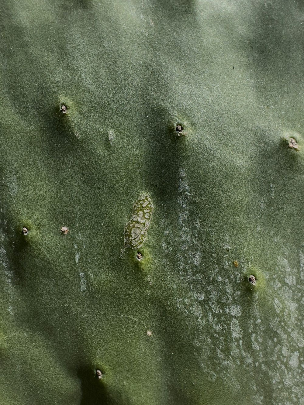 a close up of a green cactus plant