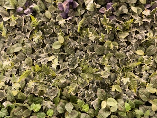 A dense collection of various green leaves with different textures and shapes, creating a lush and vibrant display. Some leaves have variegated patterns, while others are solid green. The mixture of foliage includes ferns and various broadleaf plants.