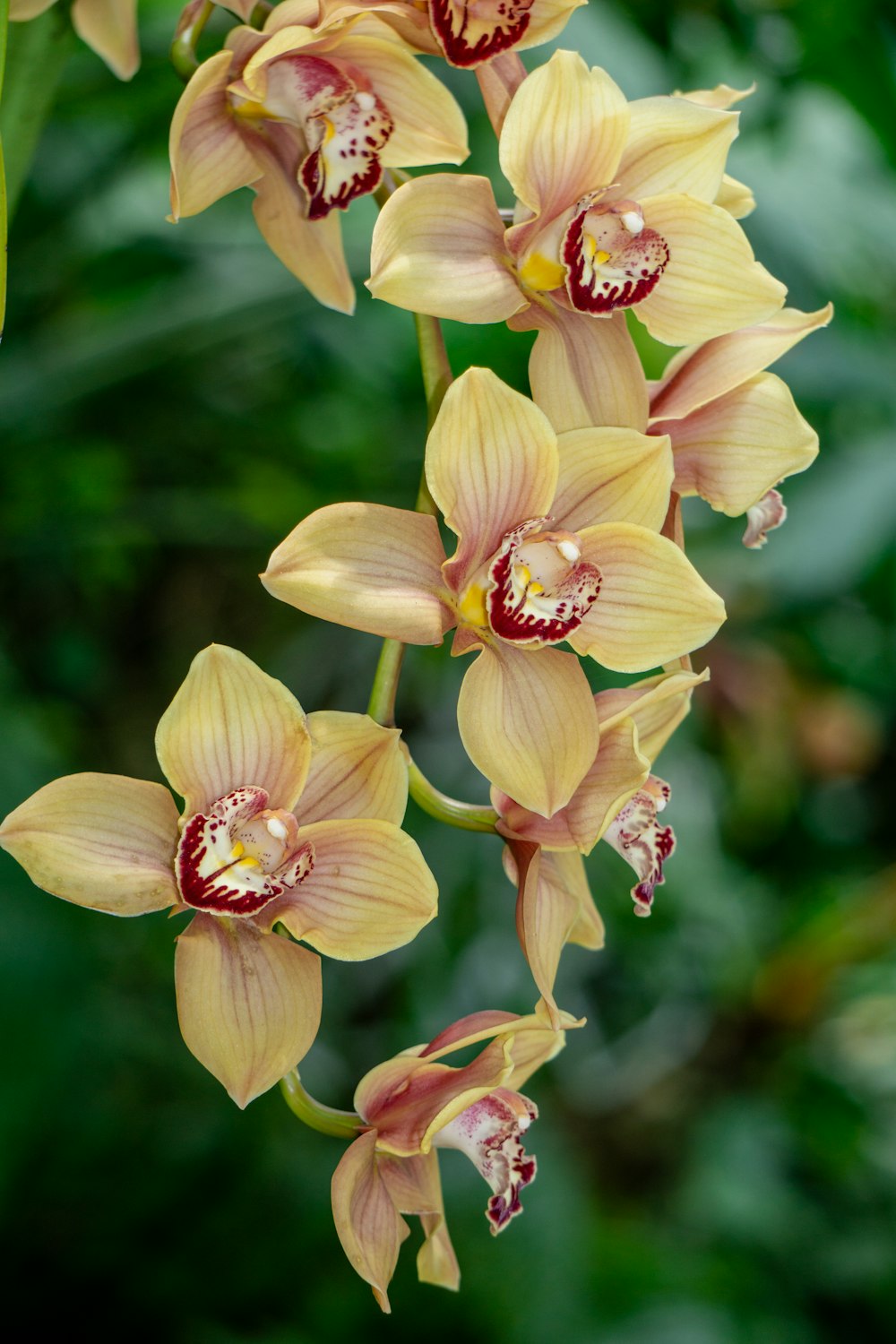 a close up of a bunch of flowers on a plant