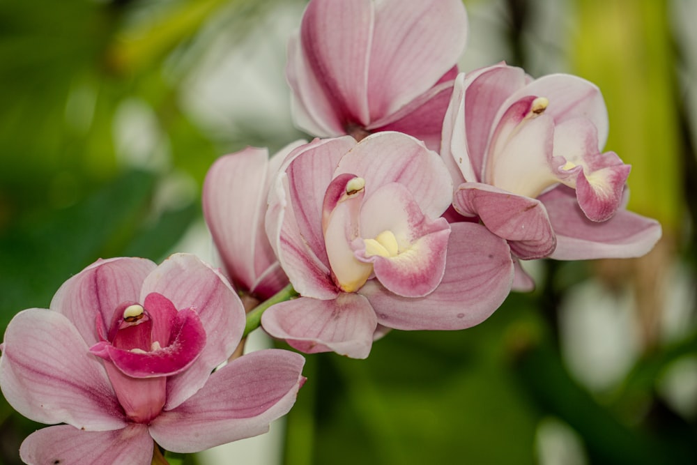 a close up of a pink flower with green leaves in the background