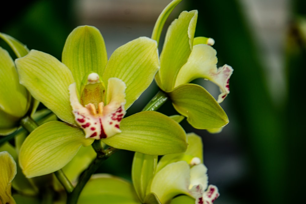 a close up of a bunch of green flowers