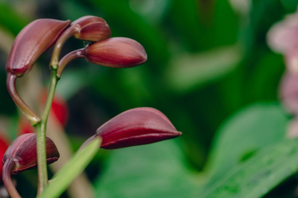 a close up of a flower with a blurry background