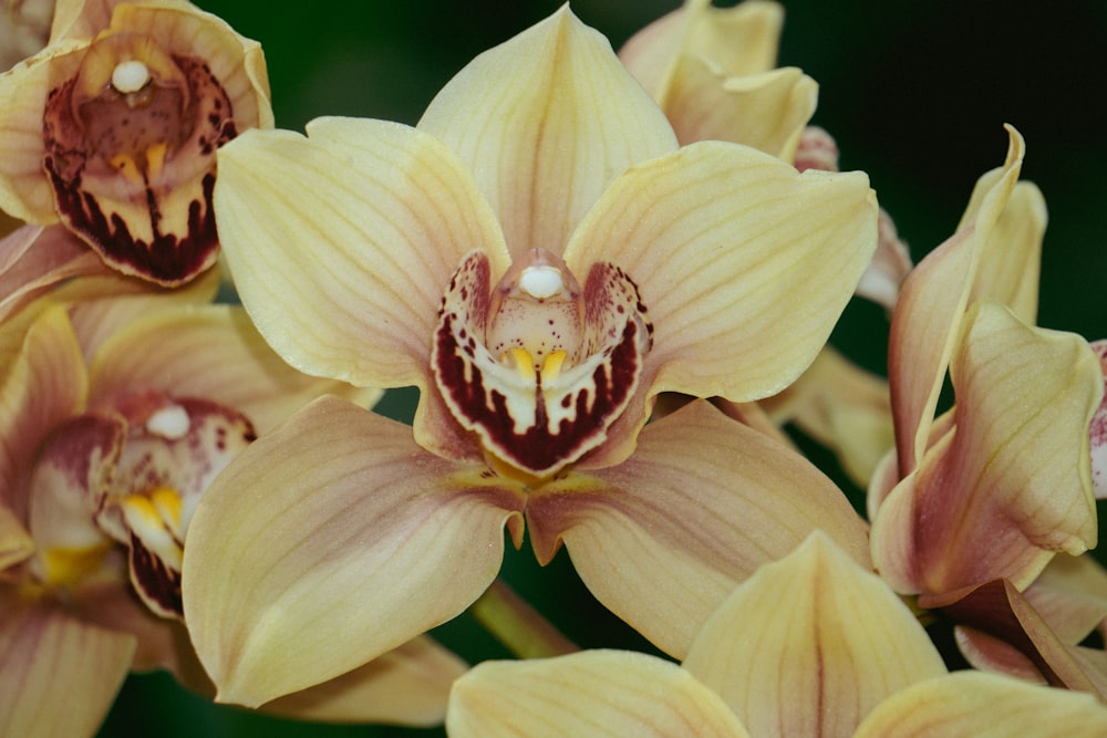 a close up of a bunch of flowers