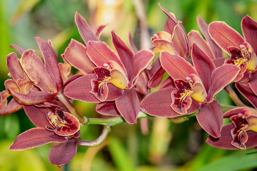 a close up of a bunch of red flowers