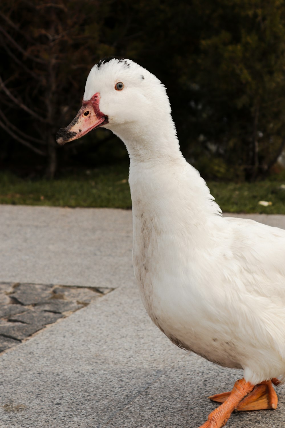 a white duck standing on top of a sidewalk