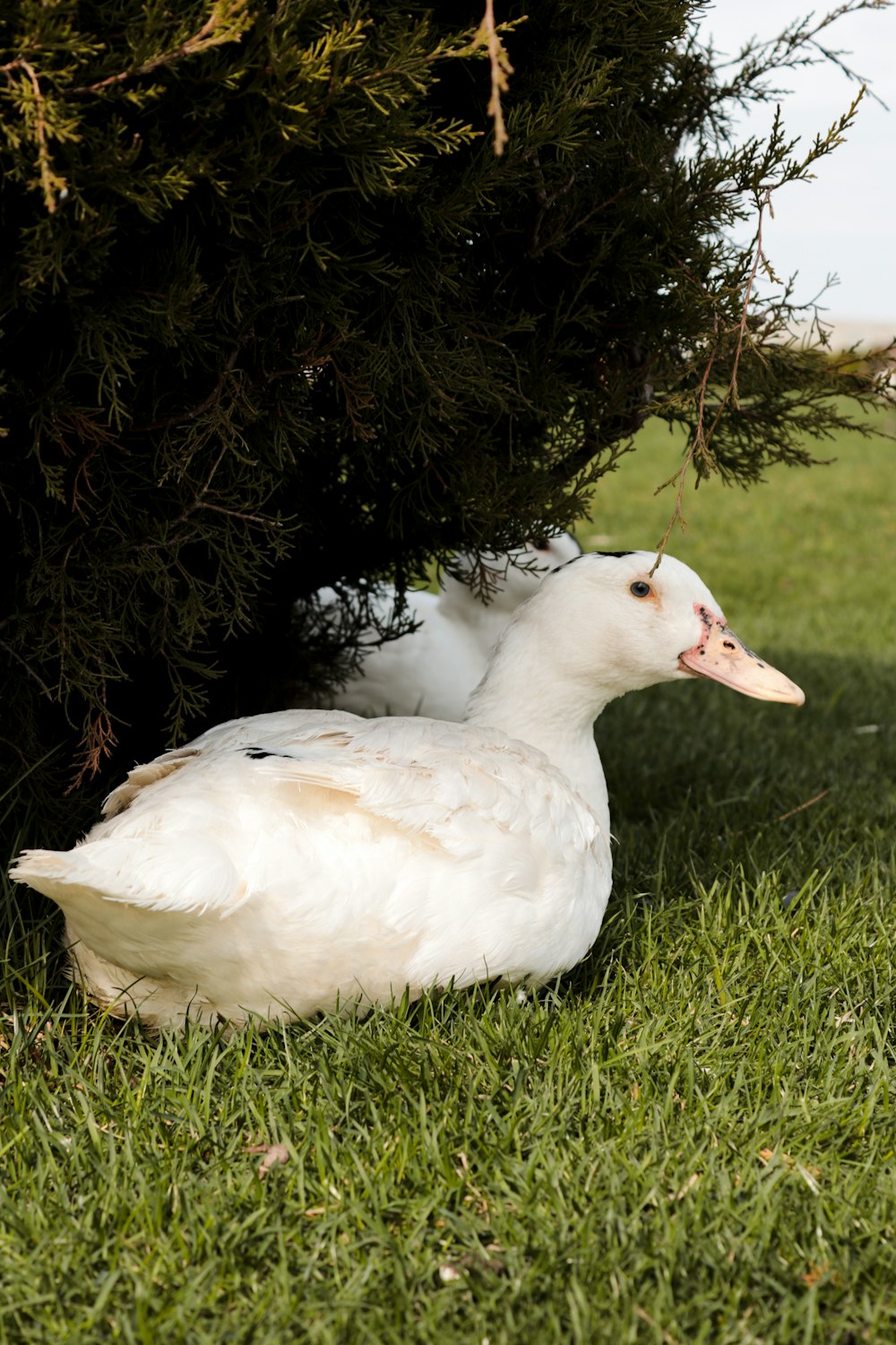 eine weiße Ente, die unter einem Baum im Gras sitzt