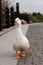 A white duck with some gray markings on its feathers is standing on a walkway with cobblestones on one side and smooth pavement on the other. The duck has orange webbed feet and is looking directly at the camera. In the background, there is a black fence, some trees, and a grassy area with a partially visible peacock.