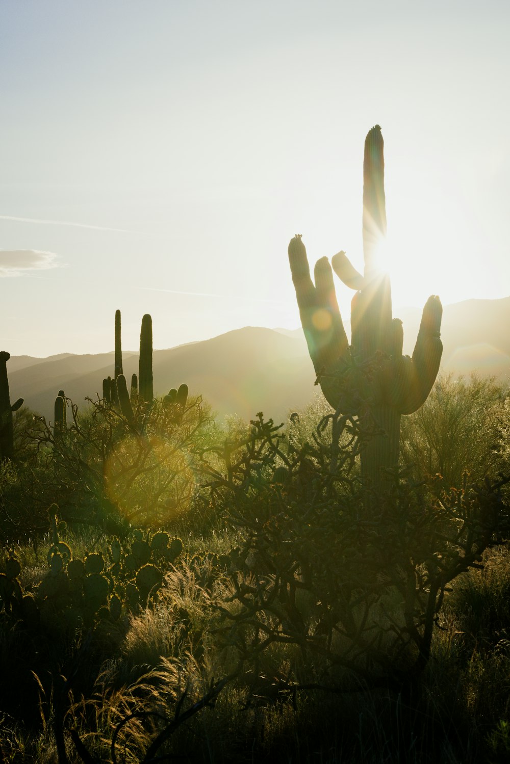 Un gran cactus en medio de un campo