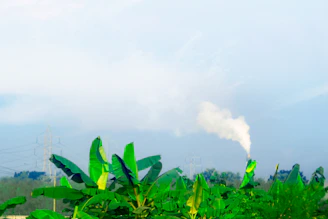 a green plant with smoke coming out of it
