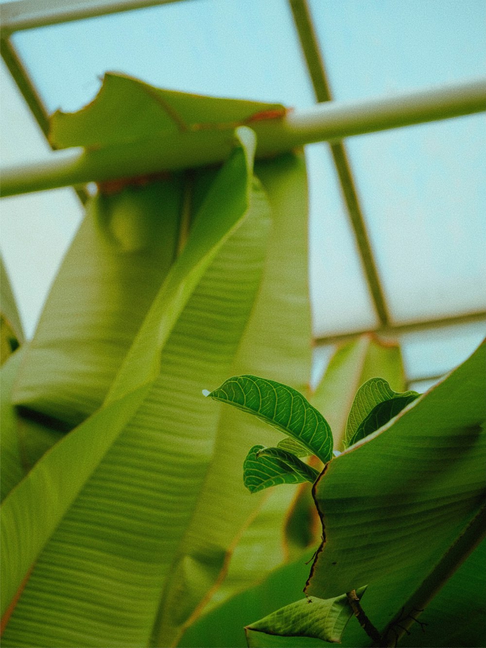 a banana tree with a green leafy plant in the foreground