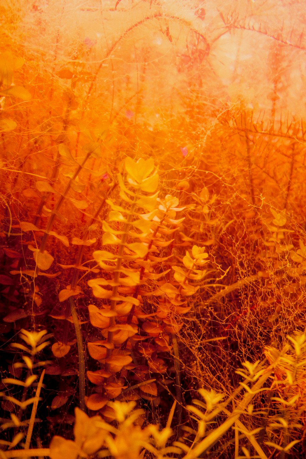 a picture of some plants in a field