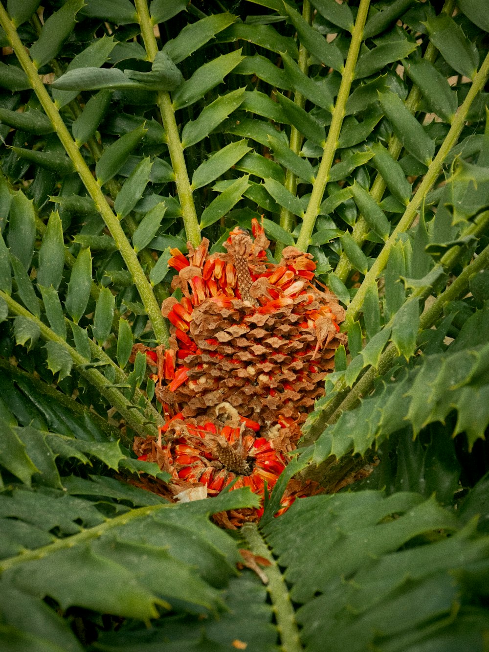 a close up of a pine cone on a tree