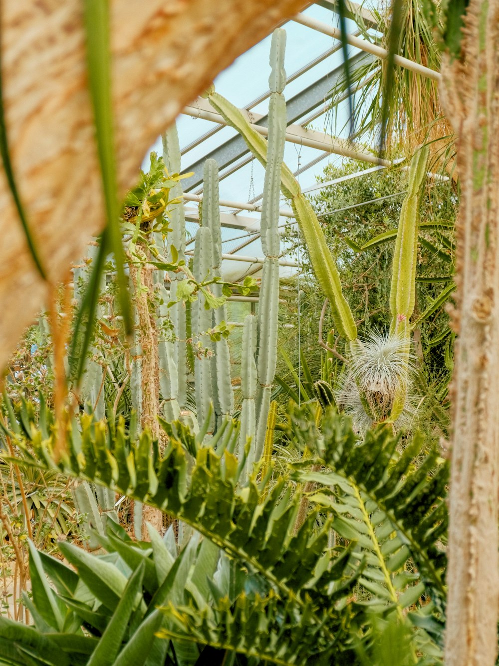 a greenhouse filled with lots of green plants