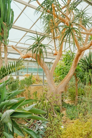 A lush greenhouse environment filled with a variety of tropical and desert plants, including a large, distinctive tree with elongated leaves and several species of cacti and succulents.