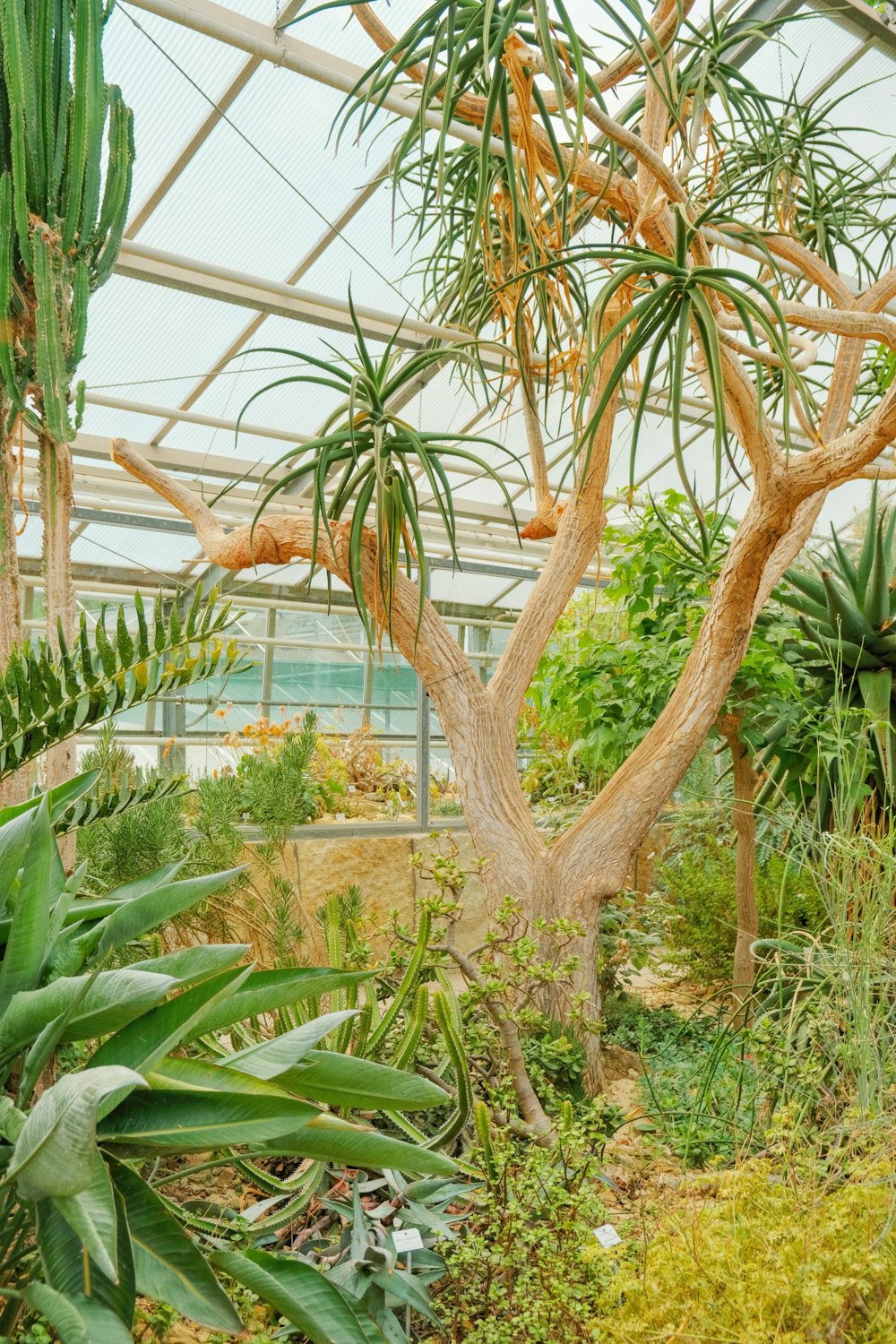 a tree in a greenhouse filled with lots of plants