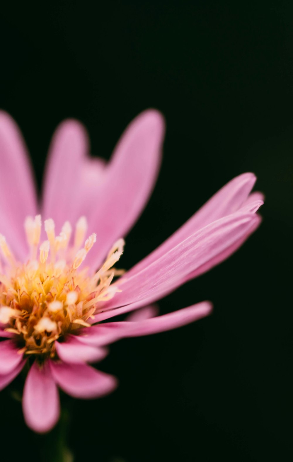 a close up of a pink flower on a black background