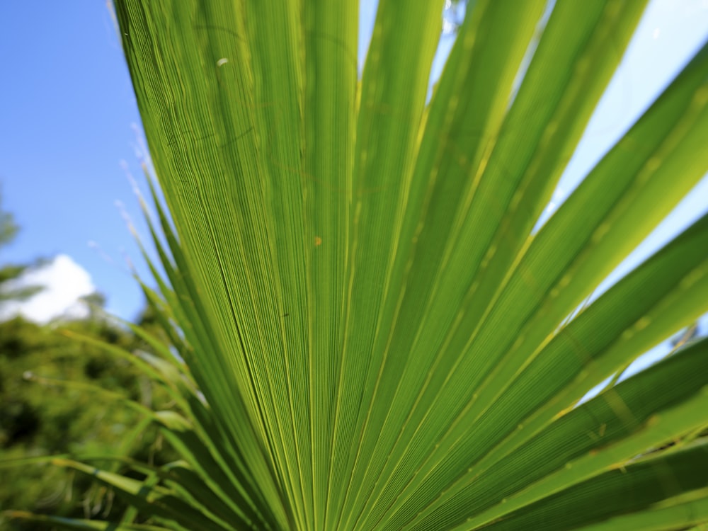 a close up of a green leaf on a tree