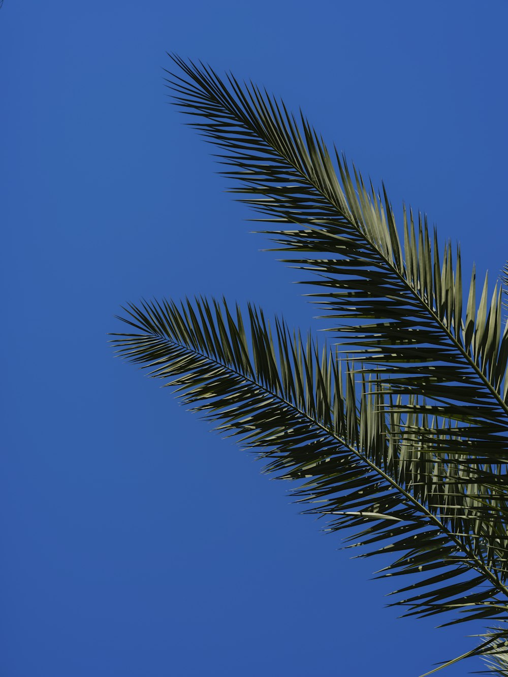 a palm tree branch against a blue sky