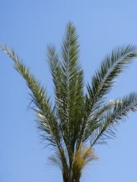 a palm tree with a clear blue sky in the background
