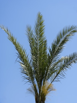 a palm tree with a clear blue sky in the background