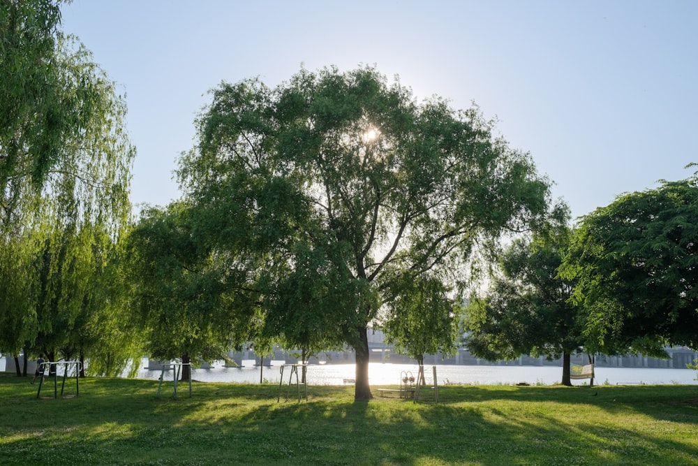 the sun shines through the trees in the park