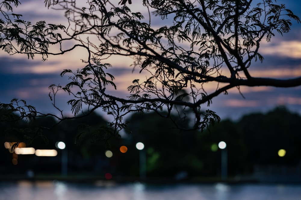 a tree branch with some lights in the background