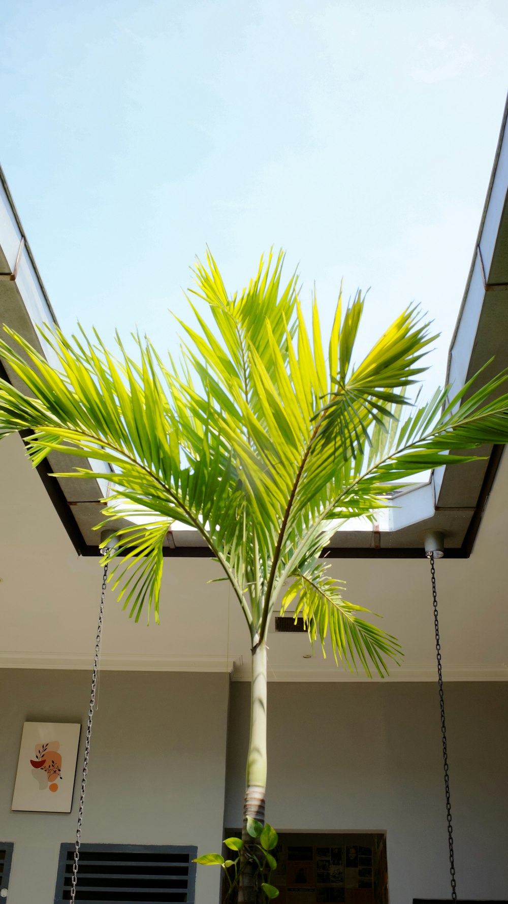 a palm tree in a hanging planter in front of a house