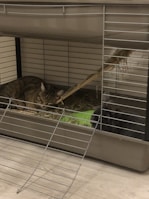 A tabby cat and a gray rabbit are together inside a large metal cage with hay bedding. A broken wooden branch protrudes into the cage, and the base is lined with hay. The cage is placed on a wooden floor.